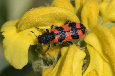 <i>Trichodes alvearius</i>