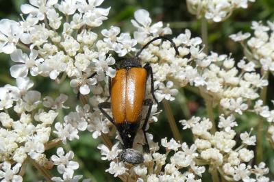 <i>Stictoleptura fulva</i>