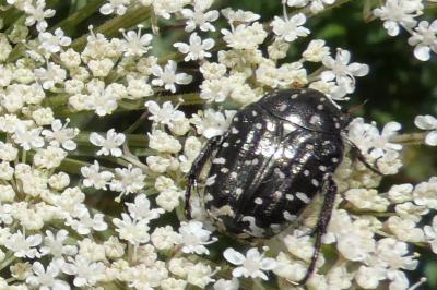 <i>Oxythyrea funesta</i>
