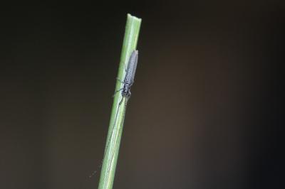 <i>Calamobius filum</i>