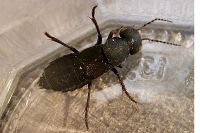 <i>Ocypus olens</i>