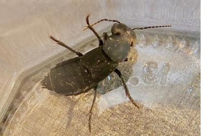 <i>Ocypus olens</i>