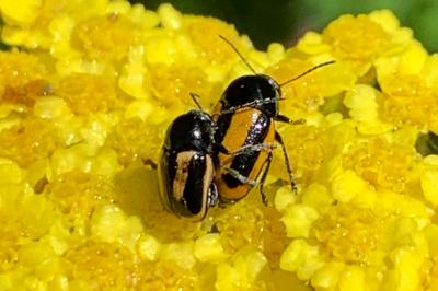 <i>Cryptocephalus vittatus</i>