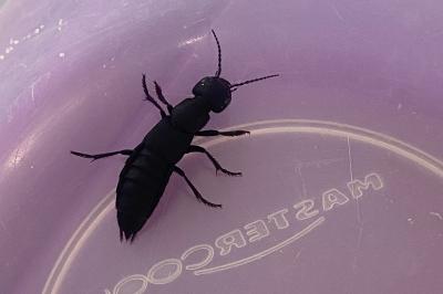 <i>Ocypus olens</i>