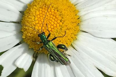 <i>Oedemera nobilis</i>