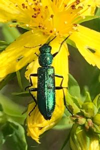 <i>Psilothrix viridicoerulea</i>