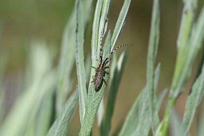 <i>Agapanthia dahli</i>