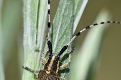 <i>Agapanthia dahli</i>