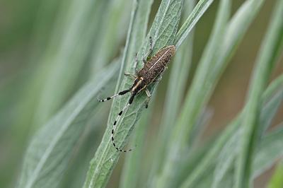<i>Agapanthia dahli</i>