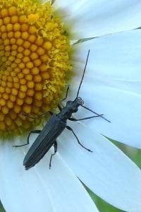 <i>Oedemera</i>