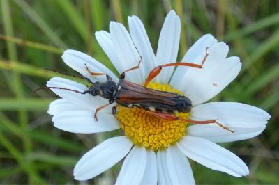 <i>Stenopterus rufus</i>