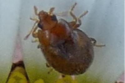 <i>Rhyzobius</i>