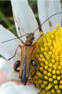 <i>Oedemera podagrariae</i>