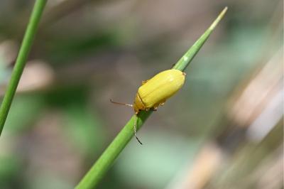 <i>Cteniopus sulphureus</i>