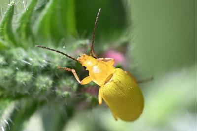<i>Cteniopus sulphureus</i>