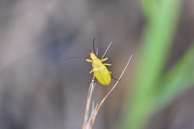 <i>Cteniopus sulphureus</i>