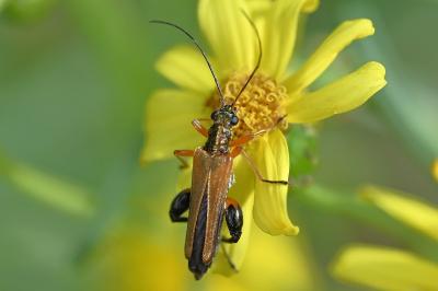 <i>Oedemera podagrariae</i>