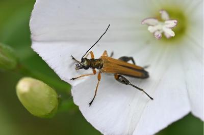 <i>Oedemera podagrariae</i>