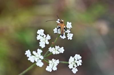 <i>Oedemera podagrariae</i>