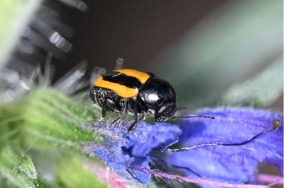 <i>Cryptocephalus vittatus</i>