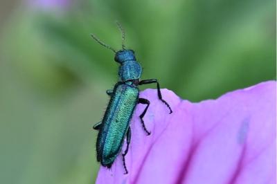 <i>Psilothrix viridicoerulea</i>