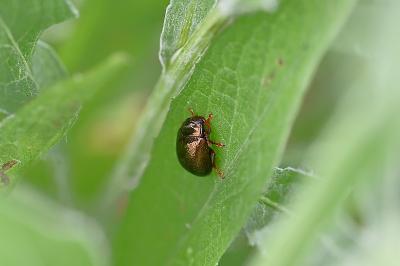 <i>Chrysolina bankii</i>