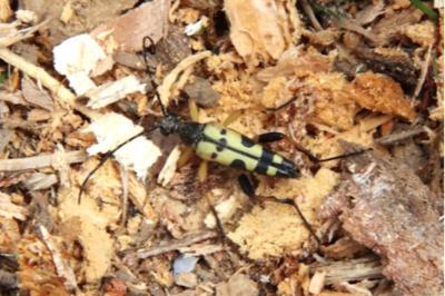 <i>Rutpela maculata</i>
