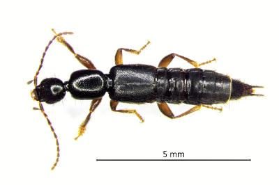 <i>Tetartopeus rufonitidus</i>