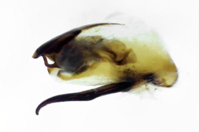 <i>Tetartopeus rufonitidus</i>