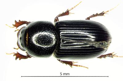 <i>Nialus varians</i>
