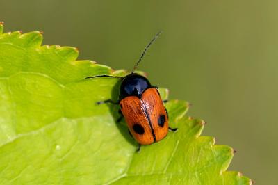 <i>Cryptocephalus bipunctatus</i>