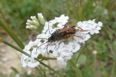 <i>Stenopterus rufus</i>