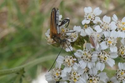 <i>Oedemera podagrariae</i>
