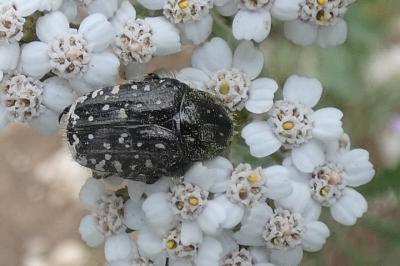 <i>Oxythyrea funesta</i>