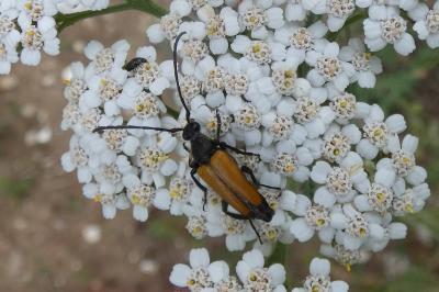 <i>Stictoleptura fulva</i>
