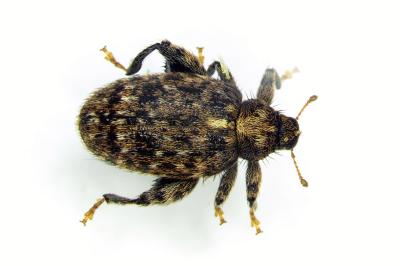 Orchestes pilosus