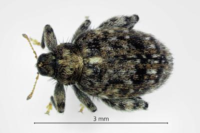<i>Orchestes pilosus</i>