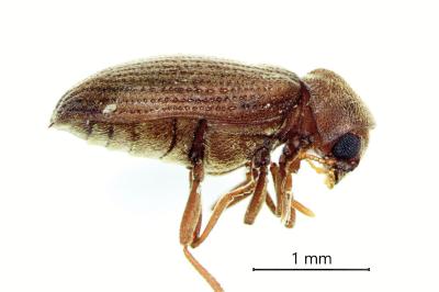 Anobium inexspectatum