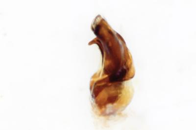 <i>Anobium inexspectatum</i>