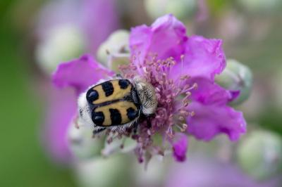<i>Trichius gallicus</i>