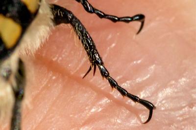 <i>Trichius gallicus</i>