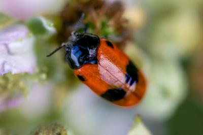 <i>Clytra laeviuscula</i>