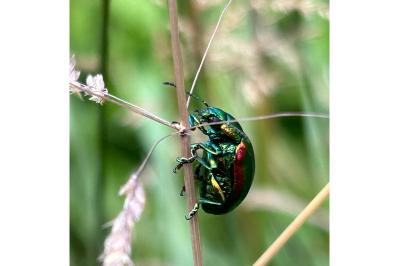 <i>Chrysolina</i>