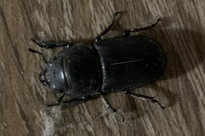 <i>Dorcus parallelipipedus</i>