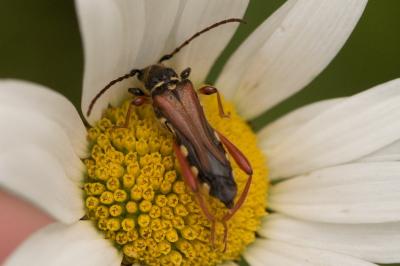 <i>Stenopterus rufus</i>