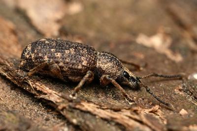 <i>Otiorhynchus veterator</i>
