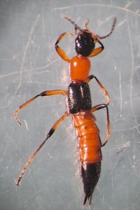 <i>Paederus balcanicus</i>