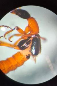<i>Paederus balcanicus</i>