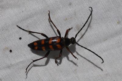 <i>Leptura aurulenta</i>