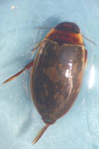 <i>Colymbetes fuscus</i>